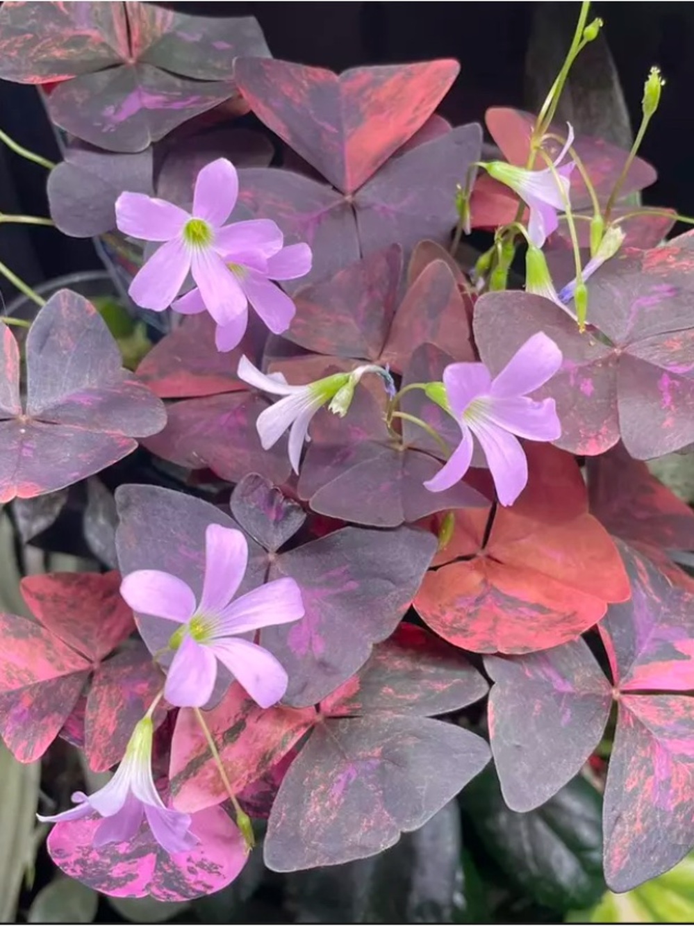 Variegated Oxalis Triangularis Cutting Indoor Plant - Home Accents